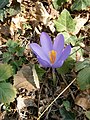 Crocus nudiflorus close-up