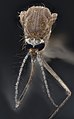 Mosquito hembra Culex.