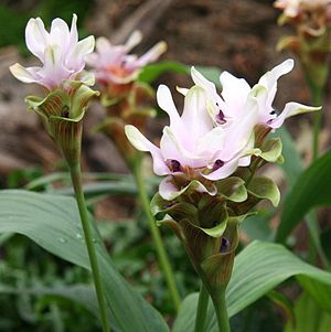 Curcuma zedoaria mit Blüte