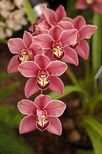 Соцветие орхидеи из рода Цимбидиум (Cymbidium), сорт 'Best Pink'