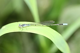 Aciagrion olympicum