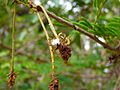Weberameisen auf Dichrostachys cinerea Bell-flowered Mimosa