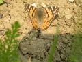 Distelfalter (Vanessa cardui)