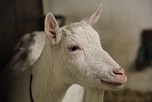 tête de chèvre blanche sans cornes, les oreilles levées