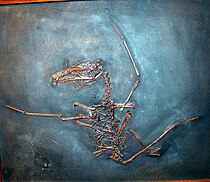 Dorygnathus