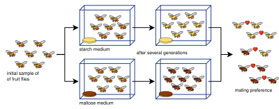 A simplification of an allopatric speciation experiment where two lines of fruit flies are raised on maltose and starch media Drosophila speciation experiment.svg