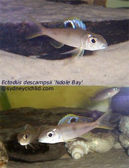 Ectodus descampsii