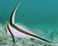 The jack-knifefish has a strongly disruptive pattern on body and through the eye.