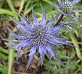 29 / Eryngium