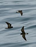 European storm petrel