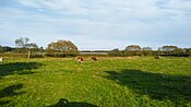 Intensiv genutztes Grünland am Ostrand des Gammellunder Sees