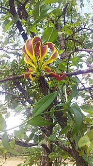 Floral Emblem of Zimbabwe