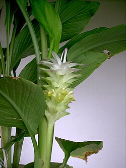 Curcuma réunionnais en fleur