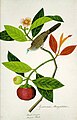 Un dibujo de acuarela de la paloma cebra o tortolita estriada (Geopelia striata; conocida en malayo como burung merbuk) posada en una rama de mangostán púrpura ( 'Garcinia mangostana; malayo buah manggis).