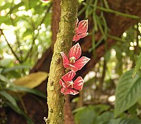 Pavonia strictiflora