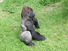 Gorille à dos argenté au Zoo de Jersey.