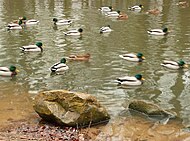 Enten auf dem Teich