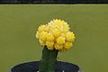 A potted moon cactus created from a yellow Gymnocalicium mihanowichii