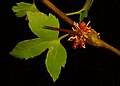Gymnosporangium clavipes with aecia on Crataegus branch.jpg