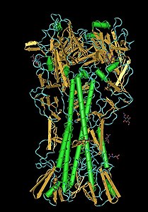 Hämagglutinin (Influenzavirus A)