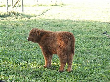 Highland calf.