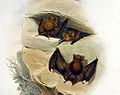 Hipposideros cervinus