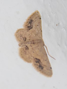 Idaea chotaria