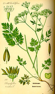 Miniatura para Chaerophyllum temulum