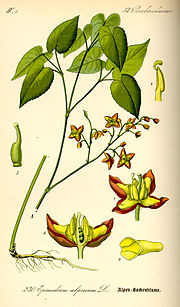 Miniatura para Epimedium