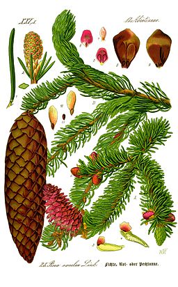 Illustration Picea abies0 clean