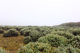 Яванский эдельвейс (Anaphalis javanica)