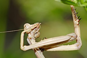 Large Brown Mantis cleaning itself