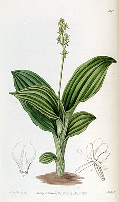 Description de l'image Liparis nervosa subsp. nervosa (as Liparis guineensis) -Edwards vol 20 pl 1671 (1835).jpg.