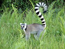 Wildlife of Madagascar - Wikipedia, the free encyclopedia