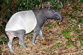 Tapir de Malaisie.