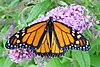 Бабочка монарх