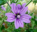 Malva sylvestris Wilde Malve