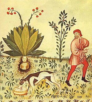 Afbeelding in Tacuinum Sanitatis uit de 15e eeuw. Verzamelaars gebruikten honden om een alruin uit de grond te trekken.