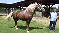 Medžimurski konj