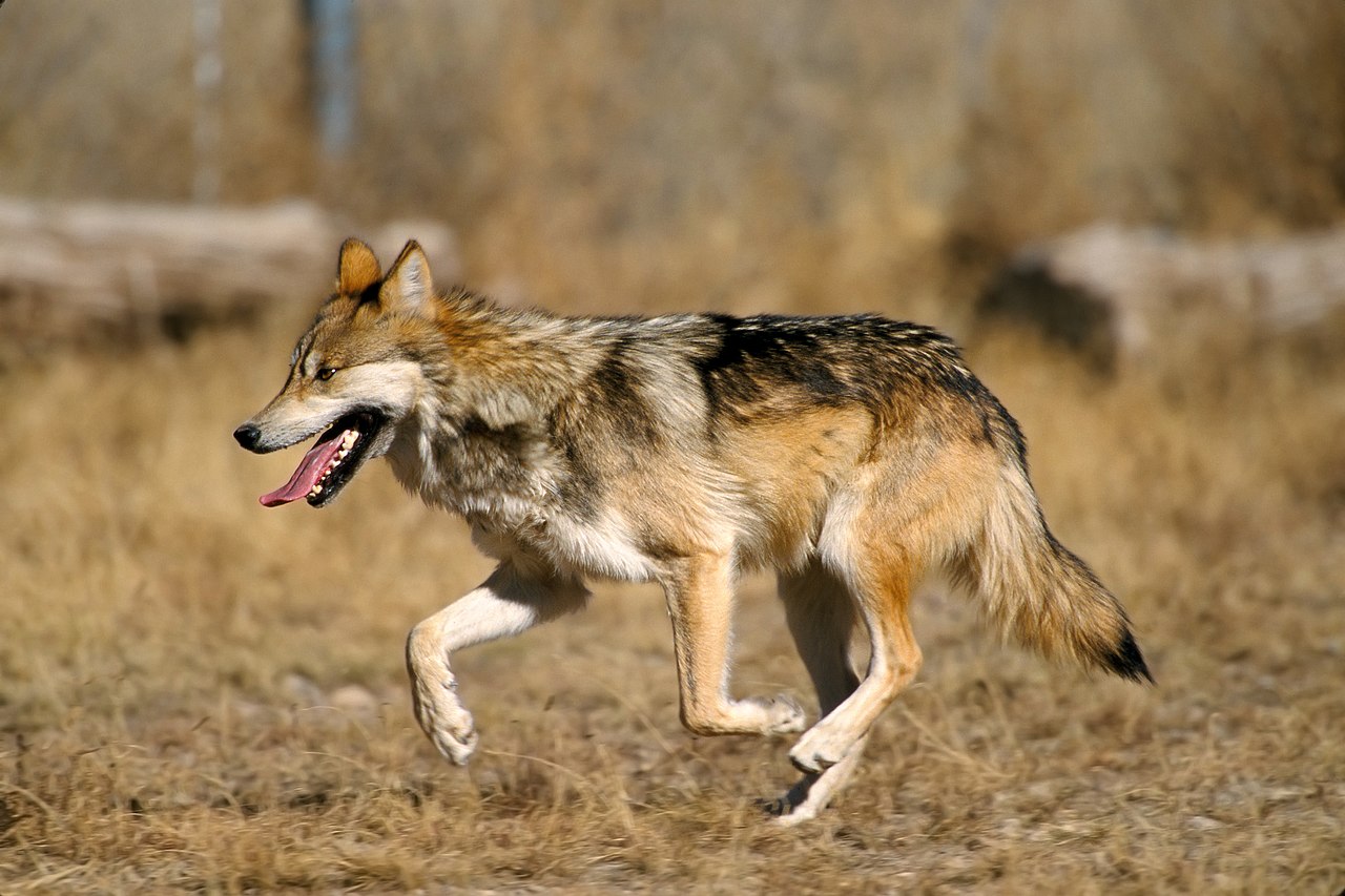 http://upload.wikimedia.org/wikipedia/commons/thumb/c/c1/Mexican_Wolf_2_yfb-edit_1.jpg/1280px-Mexican_Wolf_2_yfb-edit_1.jpg