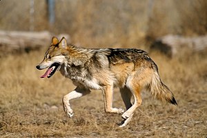 Captive Mexican wolf at Sevilleta National Wil...