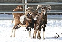 Муфлон в zoo.jpg