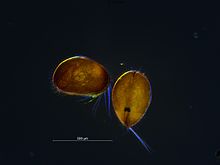 Nøttemuslingkreps (Cyclocypris ovum).jpg