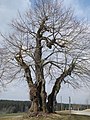 Ein alter Baum bedarf häufiger Prüfung