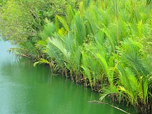 Nipa palms, Nypa fruticans, the only palm species fully adapted to the mangrove biome Nipa palms.jpg