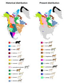 Распределение подвидов североамериканских серых волков согласно Goldman (1944) и MSW3 (2005) .png
