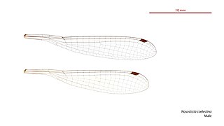Photo of male wings