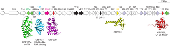 Genome organization of Pyrobaculum spherical virus (PSV) showing location, sizes and direction of putative genes. ODD.Globulo.Fig2.v1.png-1280x960.png