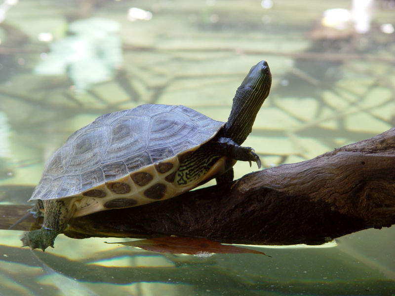 Chinese stripe-necked turtle (Ocadia sinensis), San Diego Zoo. Photo: Howard Cheng/Wikimedia Commons