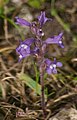 Orobanche aegyptiaca -näivelaji